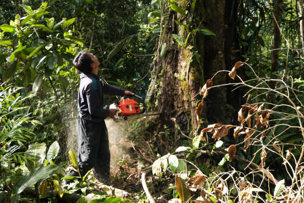 Best Tree Risk Assessment  in Pasco, WA