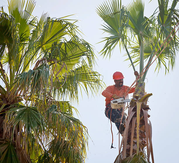 Best Tree Maintenance Programs  in Pasco, WA